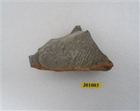 藏品(生痕化石)的圖片